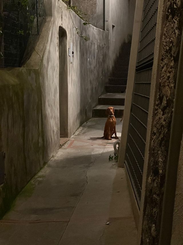 Dog sitting alone in an alleyway