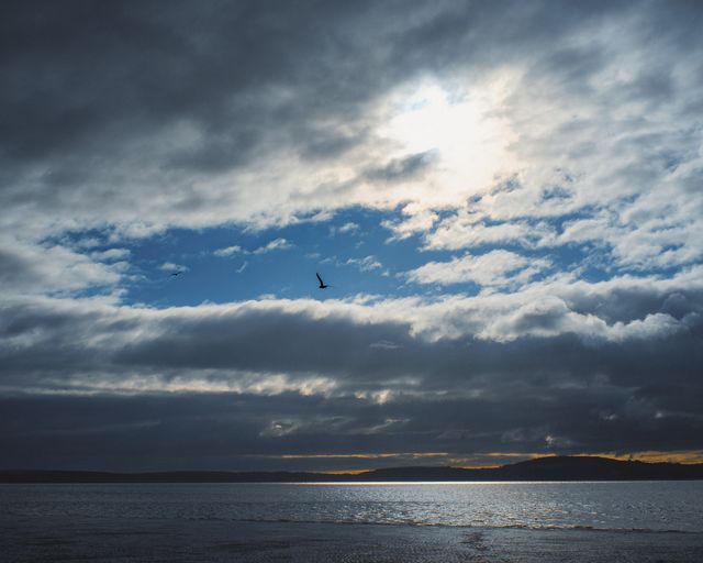 silhouetted bird in flight over water, framed by clouds