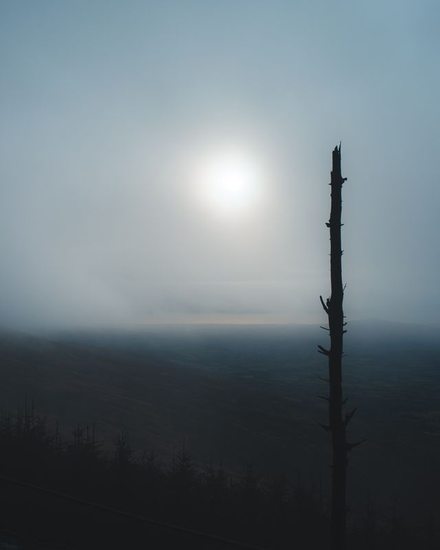 A dead tree in fog with the sun in the background