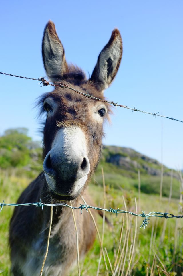 Photo of happy donkey